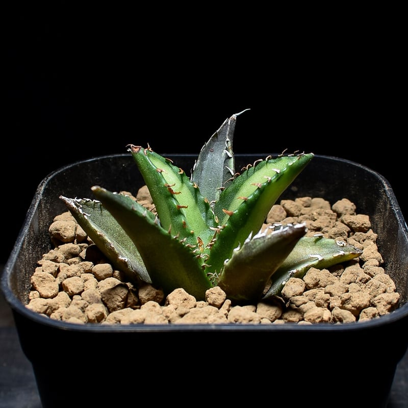 s**様 アガベ チタノタ 白鯨 特大株 子株2つ付き 管理No.01065914】アガベ チタノタ 白鯨 特大株（発根済