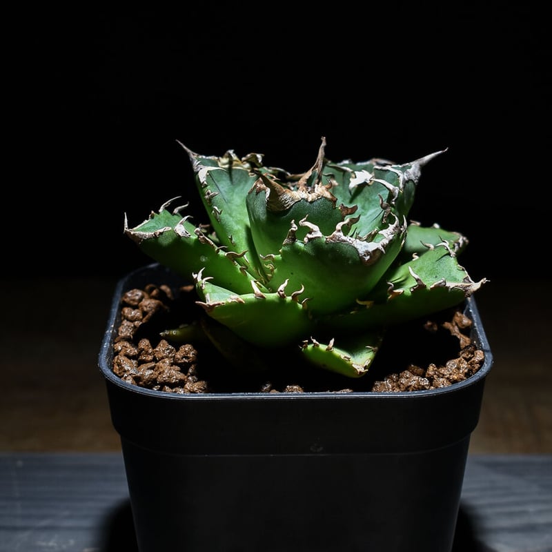 アガベ　チタノタ　バラクーダ アガベ チタノタ 