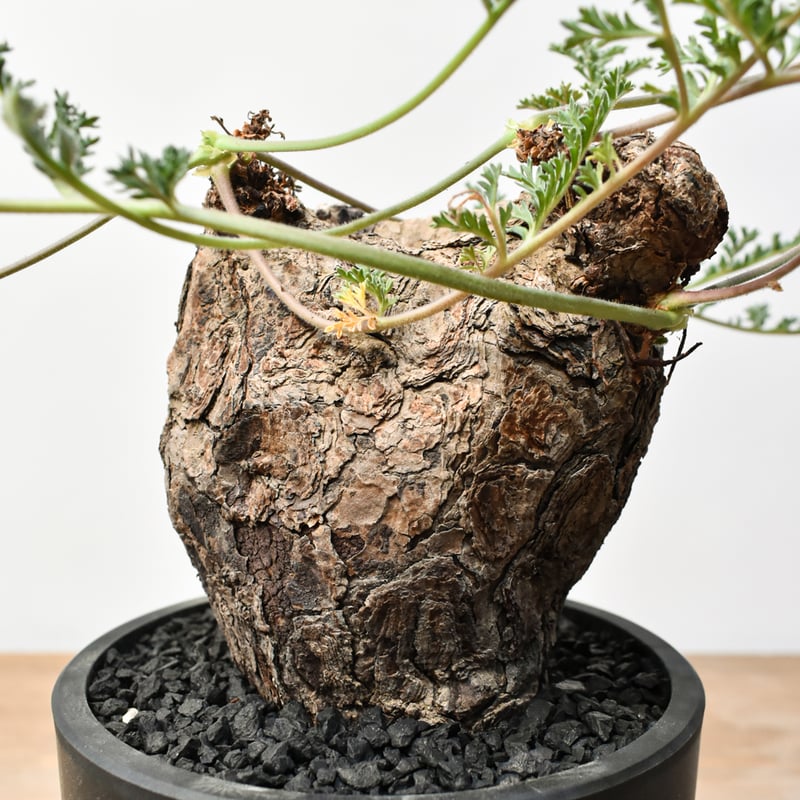 ペラルゴニウム トリステ RFHK25011530 | RAFLUM / ラフラム｜東京、大