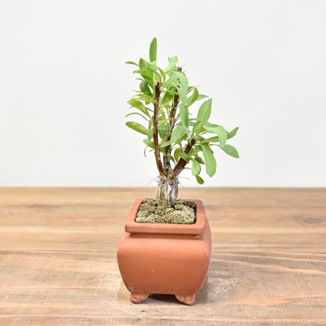 【“WACK” ON YOUR SIDE】フォークイエリア ファシクラータ WACK-A107