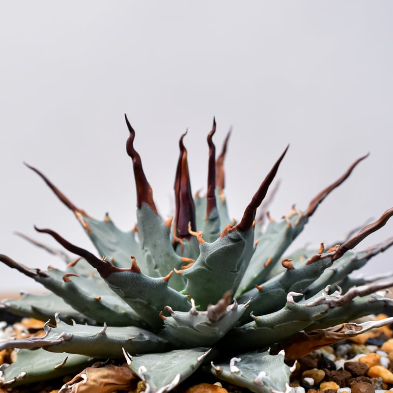 アガベhyb パライシ中株& 【陽炎】エボリスピナ アガベhyb パライシ中