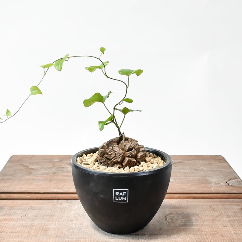 ☆*☆様 メキシコ亀甲竜（SBラベル）　塊根植物　珍奇植物　ディオスコレア・メキ ディオスコレア・メキシコ亀甲竜 | jujumaru WEBSHOP