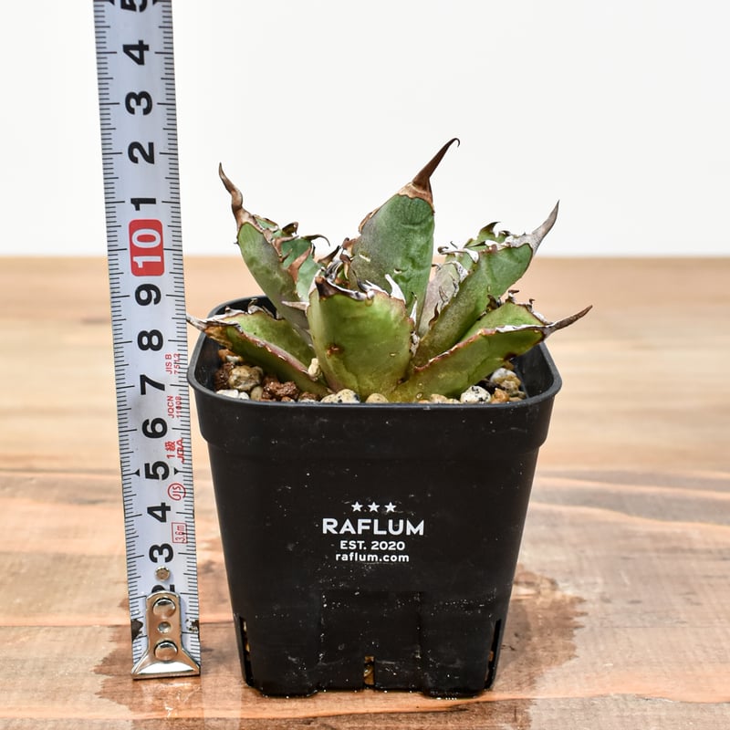 アガベ チタノタ チーター 