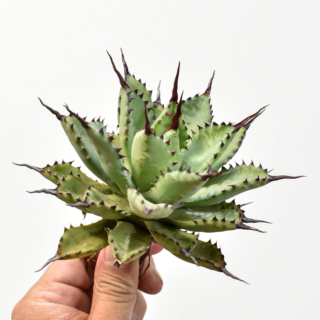 仙渓 超陽炎 ポタトラム×マクロアカンサ×ユタエンシス エボリスピナ