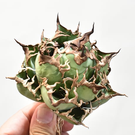 【5CLAW】アガベ チタノタ シーザー / 精品凱撒 【台湾 dragon agave産/中株/抜き苗】DG25010525