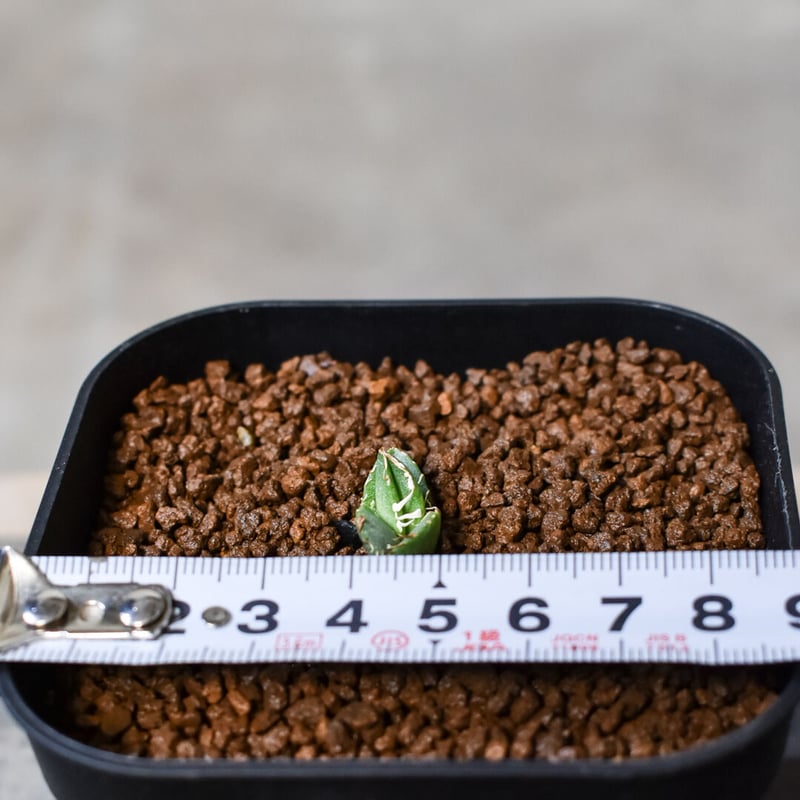 アガベ チタノタ 