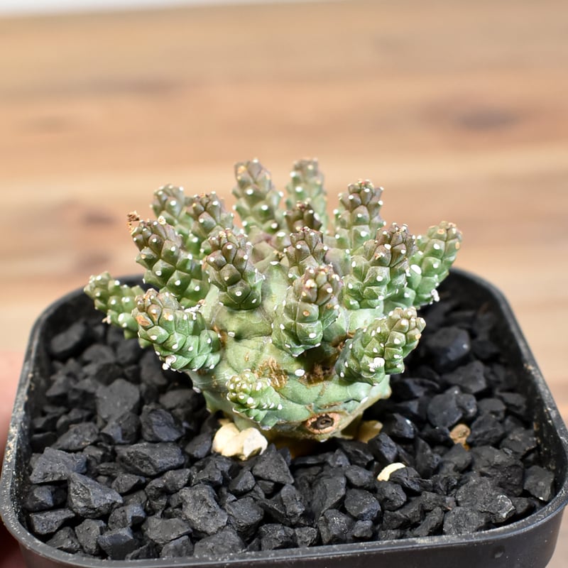 レア種 ユーフォルビア ガムケンシス 抜き苗 ② ユーフォルビア ガムケンシス② | X−PLANTS