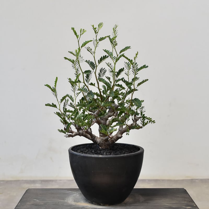 センナ メリディオナリス （発根済み） RF231713(T) | RAFLUM / ラフラ