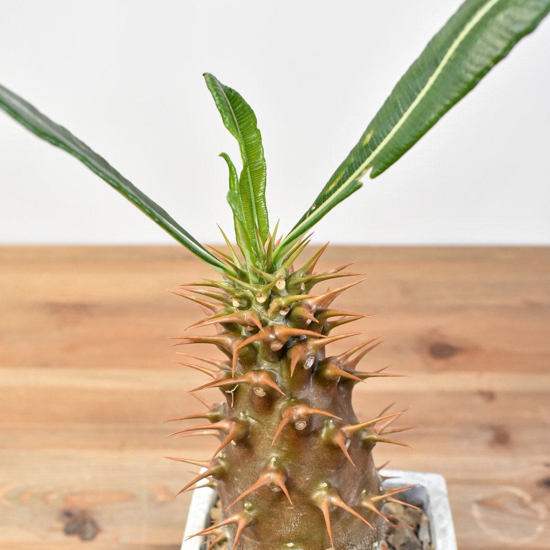 パキポディウム アンボンゲンセ【実生】RFHK25011164(T) | RAFLUM / ラ