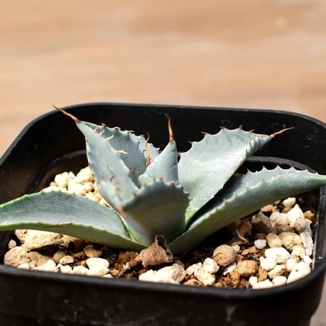 アガベ ハイブリット 日系イシスメンシス×象牙妖炎（陽炎エボリ）【台湾botanical_seeker産】RF25011367