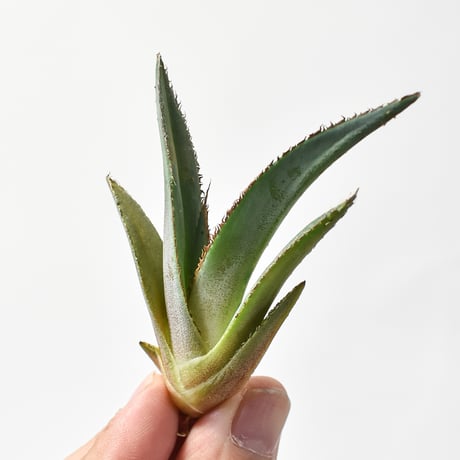 CATEGORY アガベ グリーンブル/ 緑牛 | RAFLUM / ラフラム｜東京、大阪