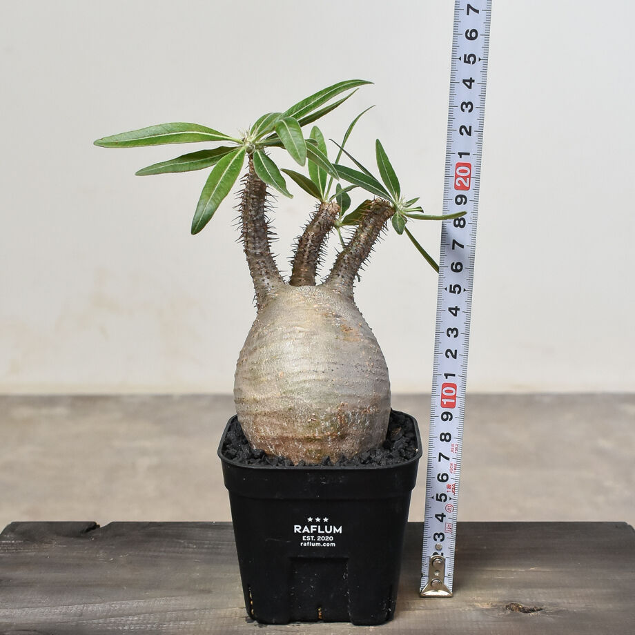 パキポディウム グラキリス (発根済み) RF230807 | RAFLUM / ラフラム｜