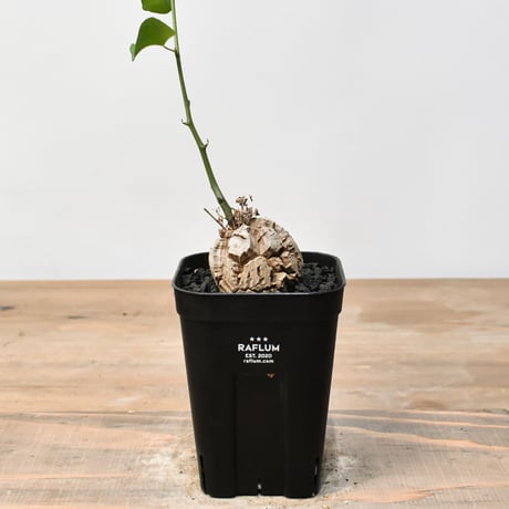 長谷川亀甲竜 アフリカ ディオスコレア・エレファンティペス dioscorea ディオスコレア エレファンティペス 亀甲竜 / Dioscorea