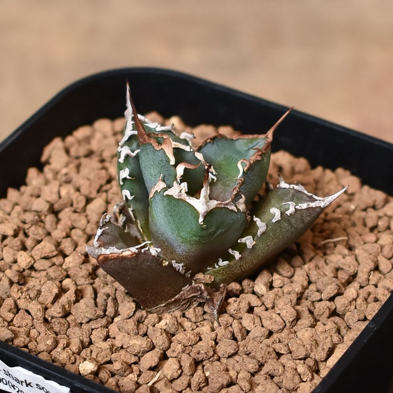 アガベ チタノタ 