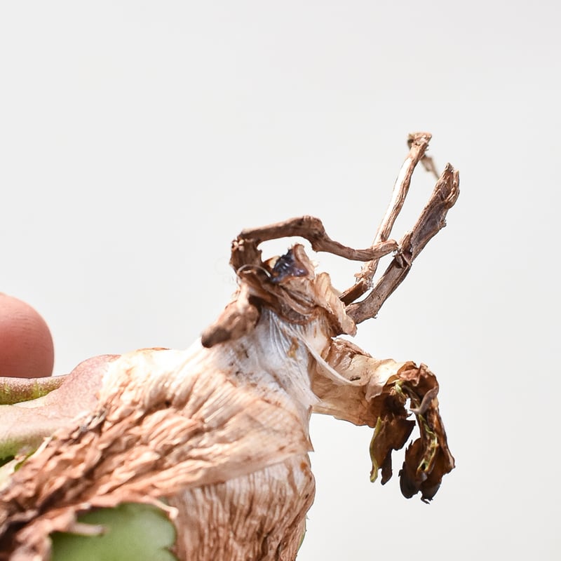 アガベ チタノタ チーター 