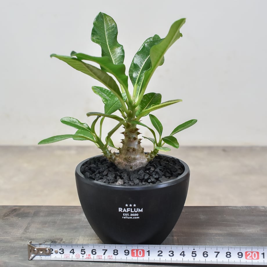 6543274181cb290eadd8f303