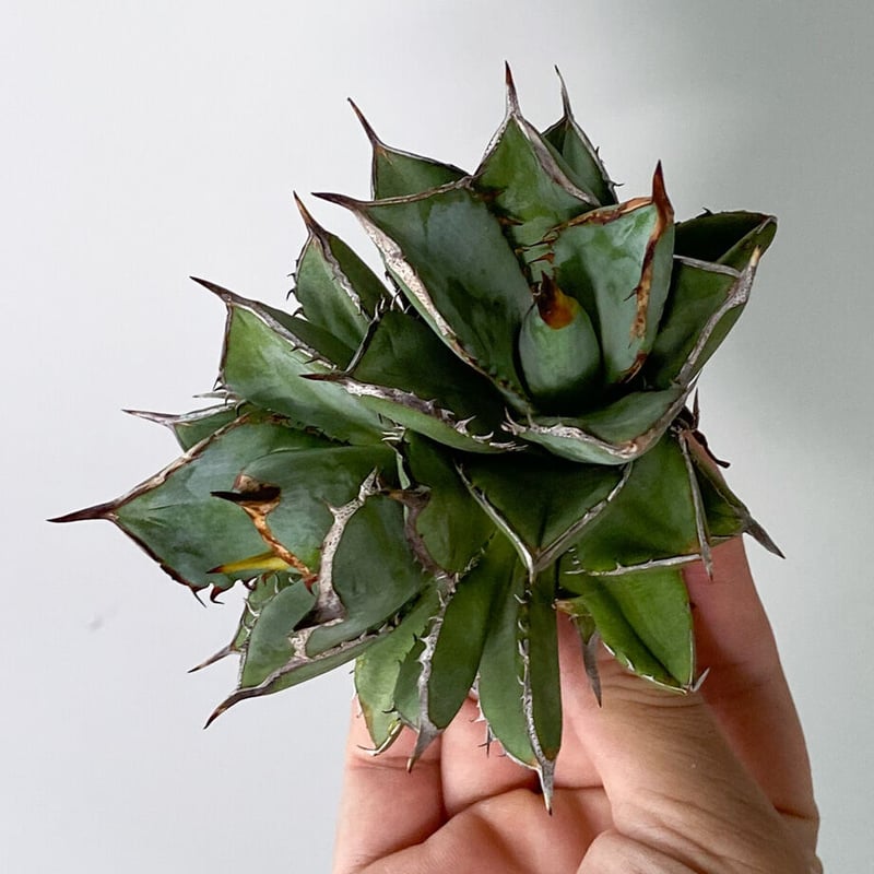 アガベ　チタノタ　レジェンド子株（ダブルヘッド） ダブルヘッド】アガベ チタノタ タワーオブバベル (抜き苗販売