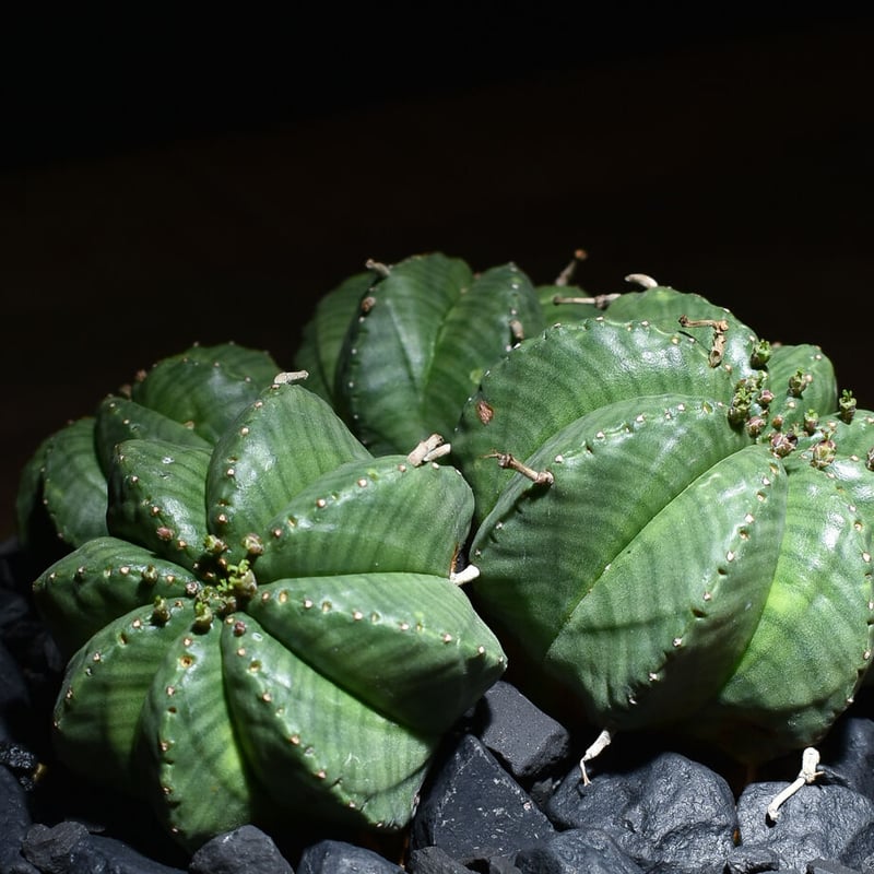 ユーフォルビア・バリダ 多頭 / 4頭 