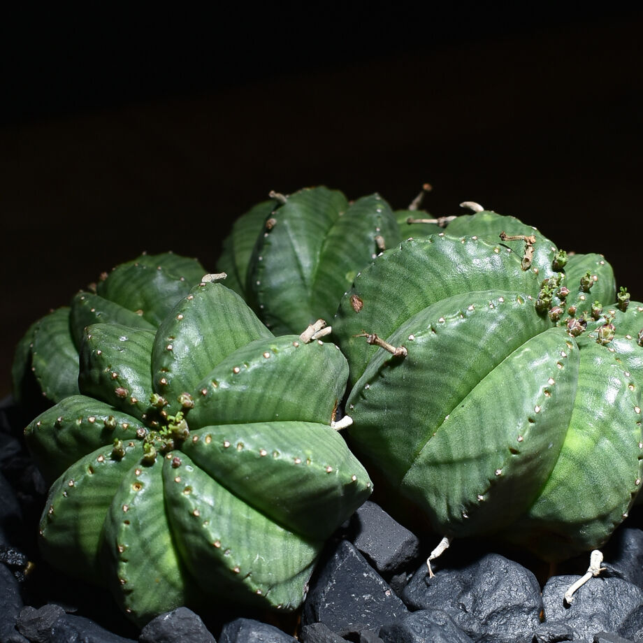 ユーフォルビア・バリダ 多頭 / 4頭 