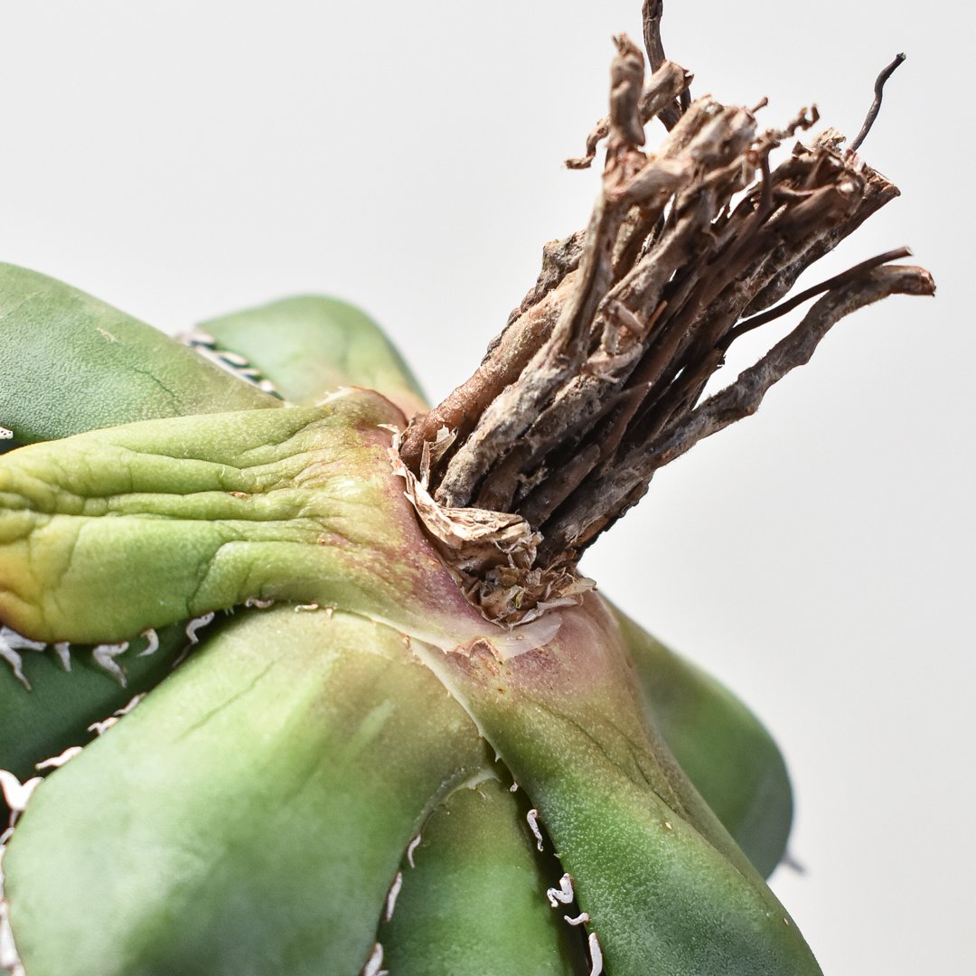 アガベ チタノタ 