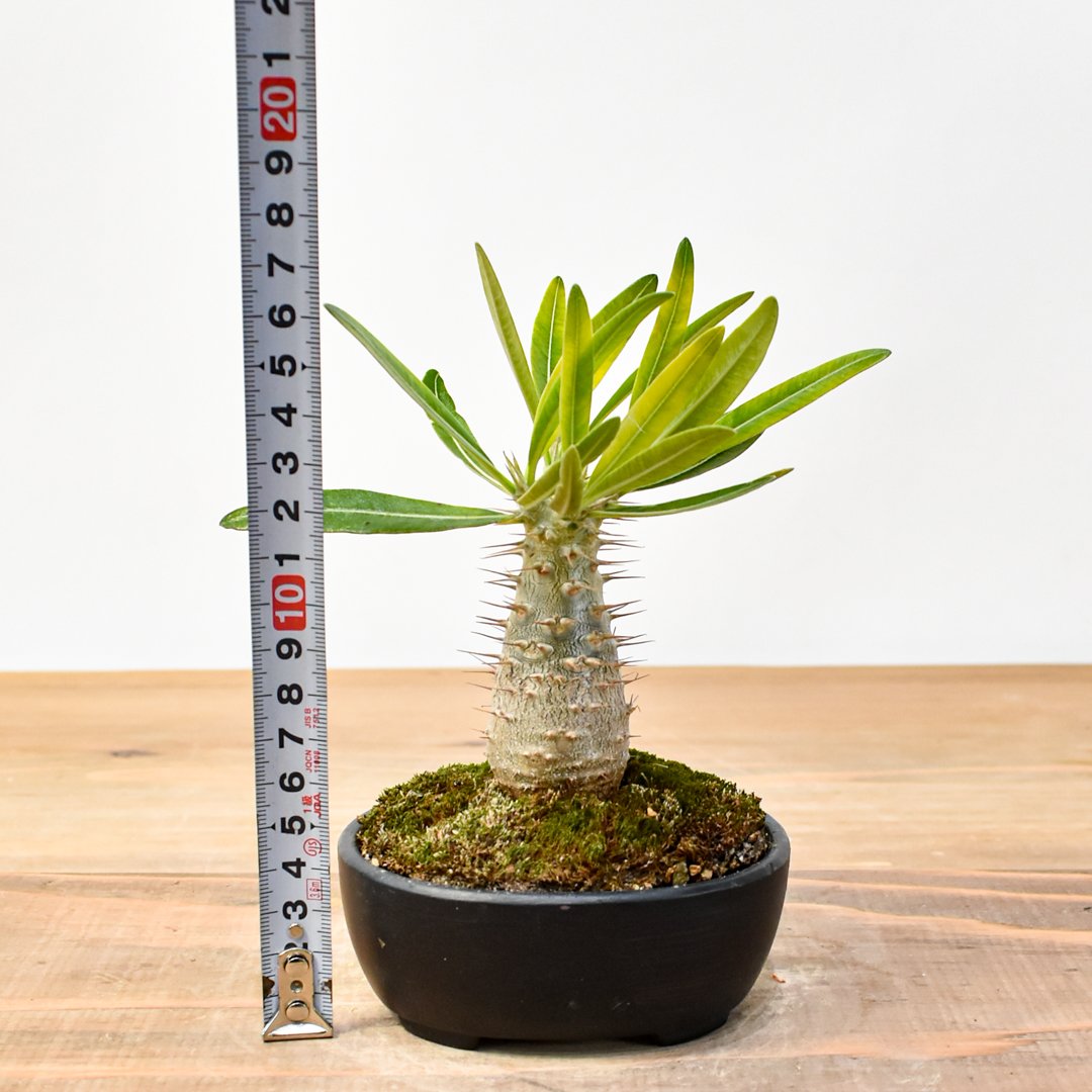 fit=scale-down,w=1200