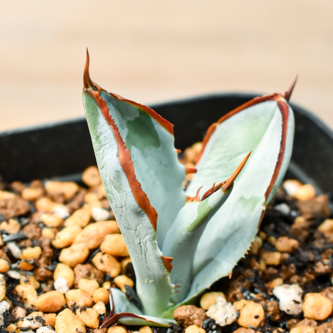 アガベ ハイブリット 