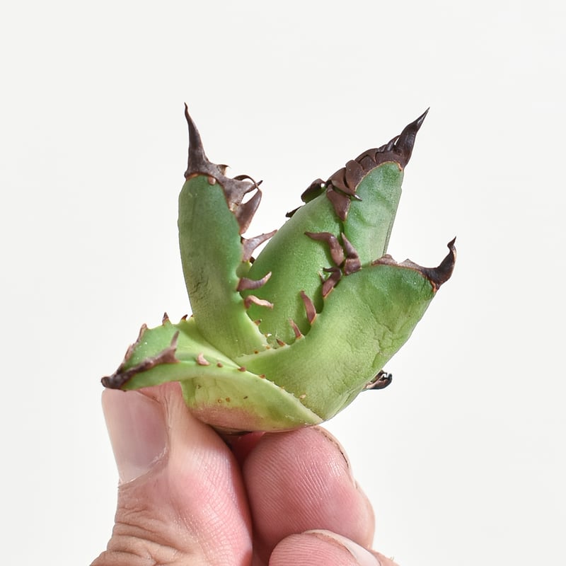 アガベ チタノタ 