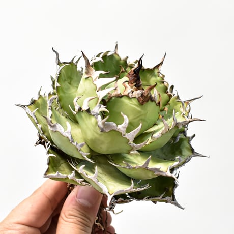 チタノタフィリグリー | STORES