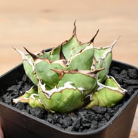 コピアポア グリセオビオラセア 