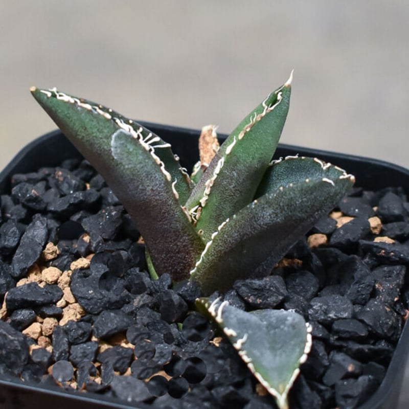 agave titanota diavolo bianco 子株