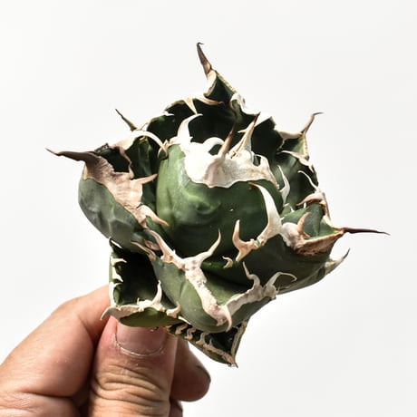 アガベ チタノタ 精品南アフリカダイヤモンド  "精品SAD" 【台湾 dragon agave産/中株/抜き苗】C91