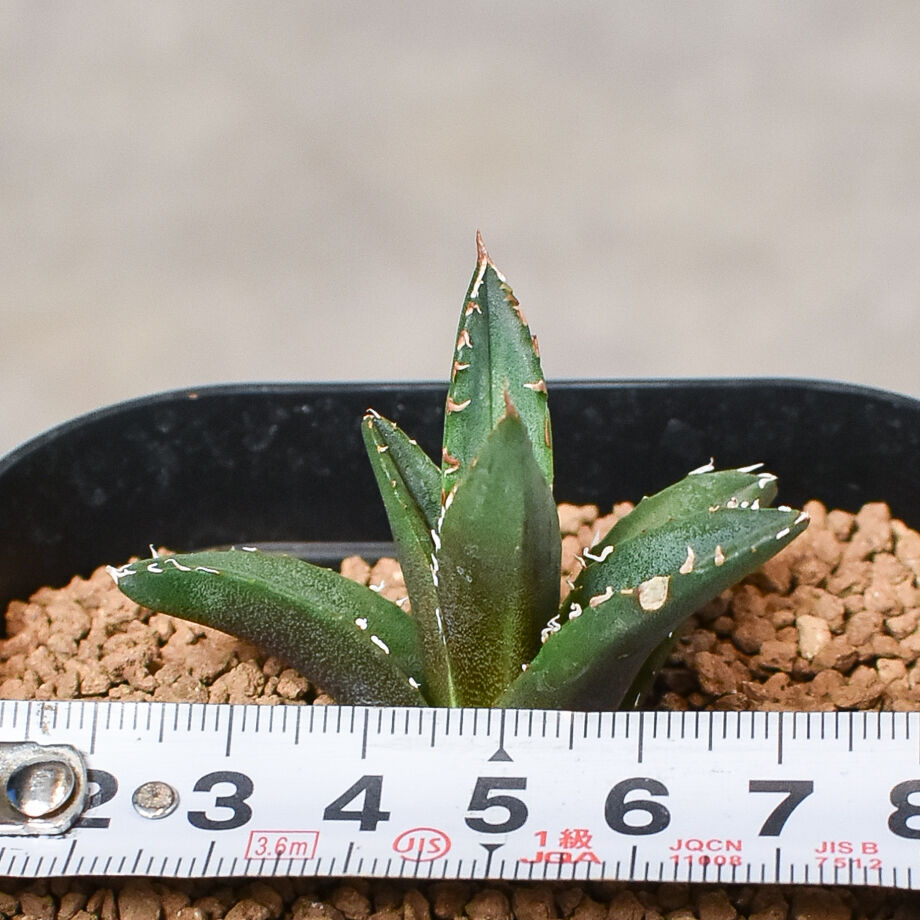 アガベチタノタ台湾産ホワイトファイヤー子株