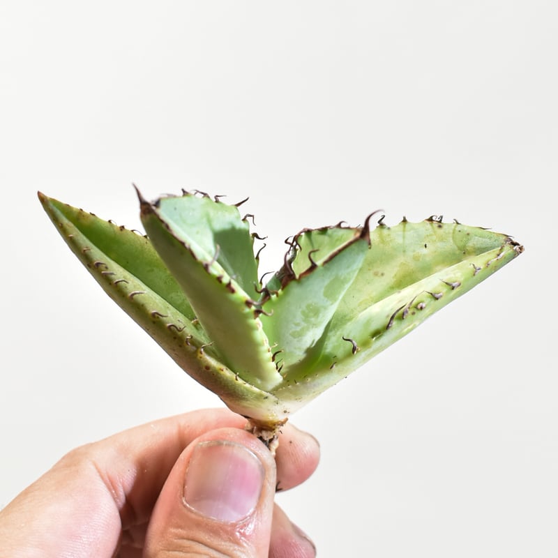 アガベ チタノタ 歐若拉 / 