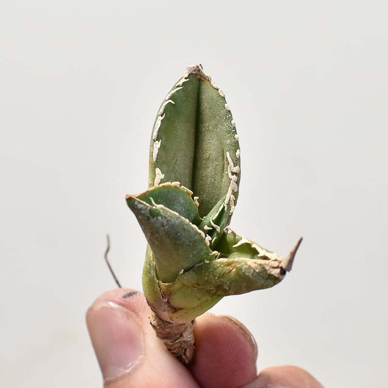 アガベ チタノタ 