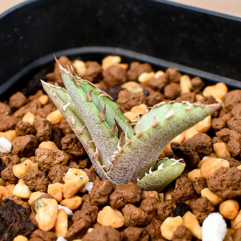 RAFLUM育成株 5個セット】アガベ Uriel oteroi seeding / ウリエ