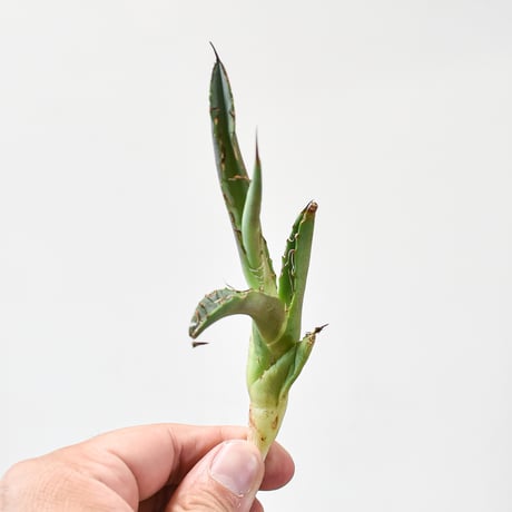 アガベ チタノタ チーター "猟豹"  【台湾 dragon agave産/子株/抜き苗】DGC2408018