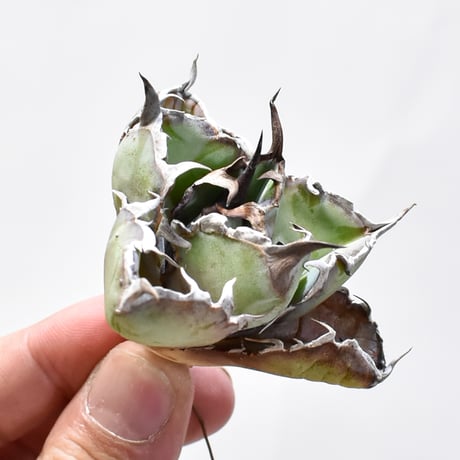【RAFLUM特選株】アガベ チタノタ ブラックアンドブルー / BB 精品藍球 【台湾 dragon agave産/発根済み/子株】A02 DG25010440(T)