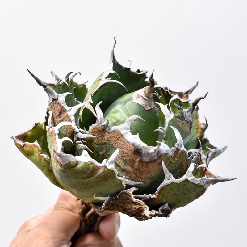 【アガベ】【コレクション株】【大株】【葉幅広】白鯨 アガベ】【コレクション株】【大株】【葉幅広】白鯨 アガベ 氷海