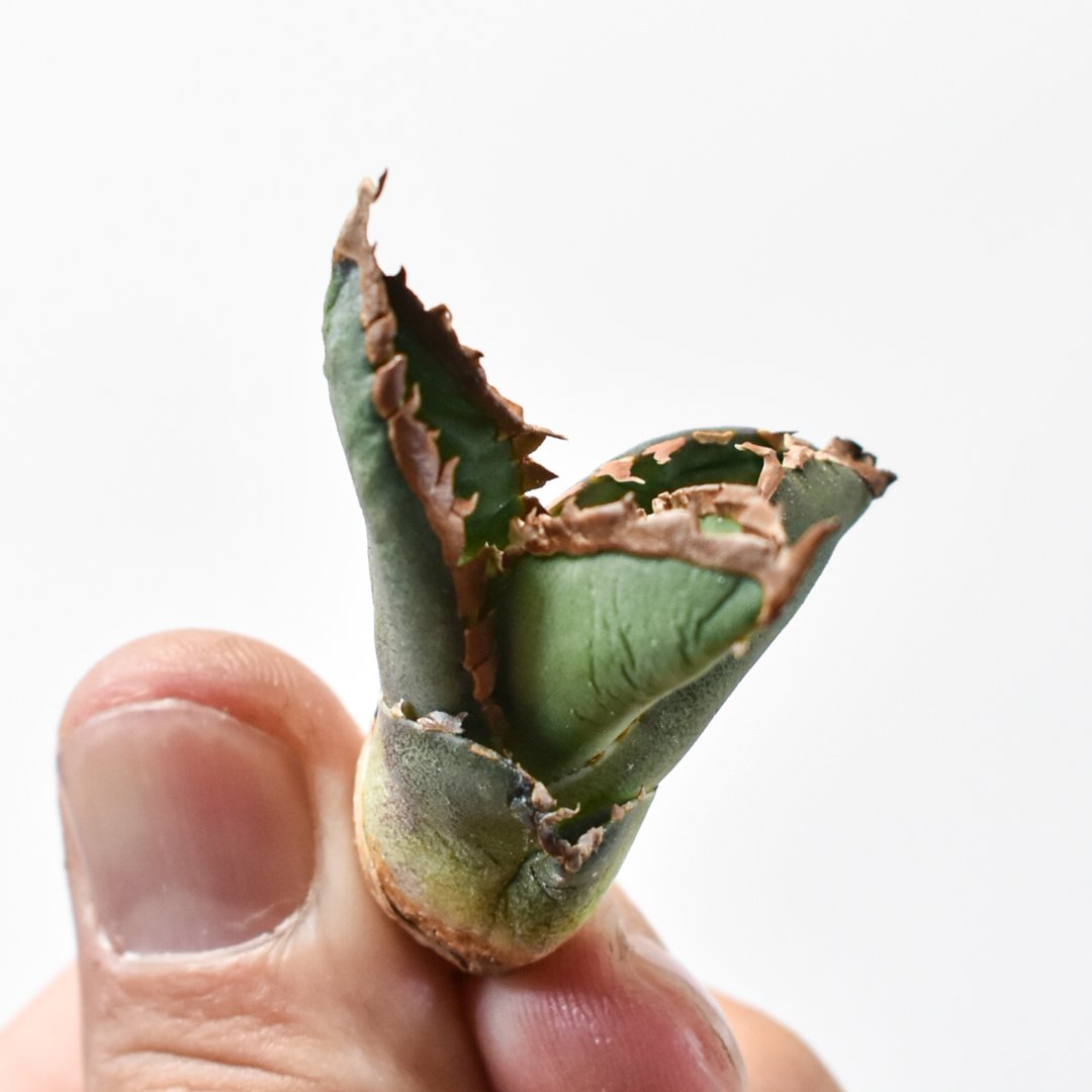 アガベ チタノタ 