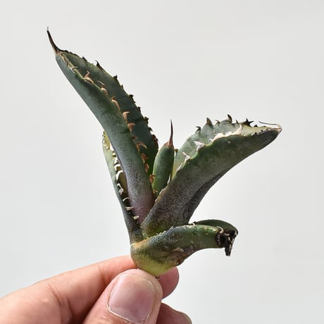 アガベ大鋼牙 | STORES