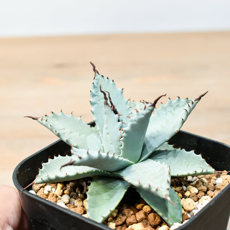 アガベ　ハイブリッド　象牙妖炎×楊貴妃　超希少　① ⚡️Agave hybrid⚡️ 楊貴妃×象牙妖炎 ストーリー販売 sold out番号