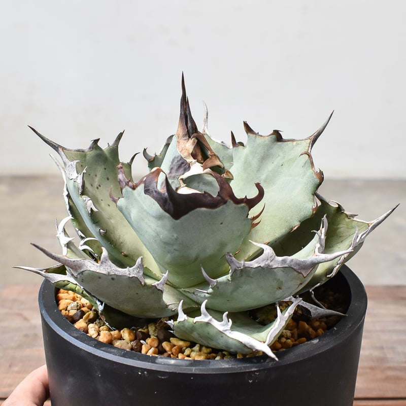 アガベ　チタノタ　鳳凰　良血統 アガベ チタノタ フェニックス 