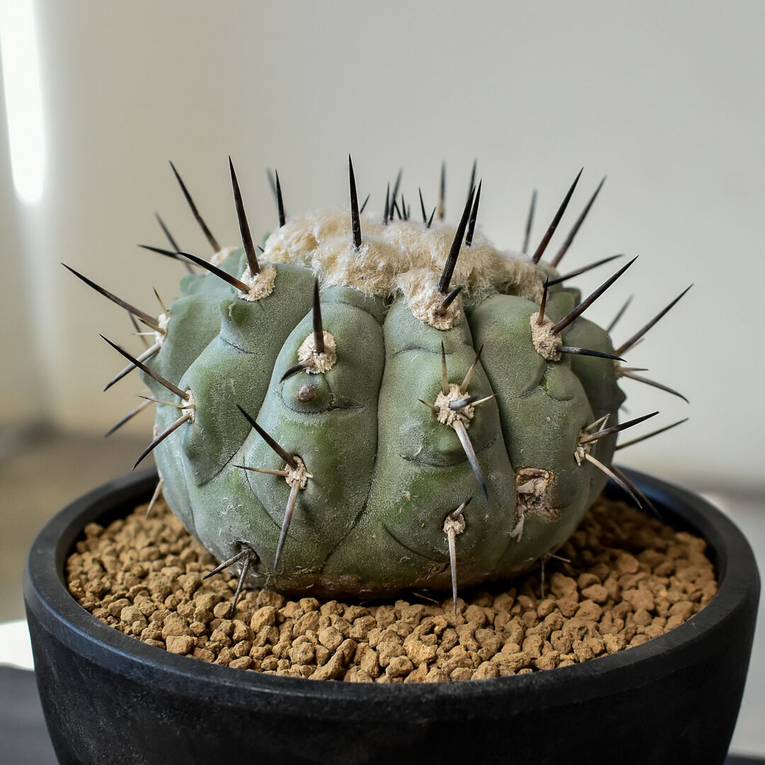 Copiapoa シネレア 黒王丸 実生 発根済み