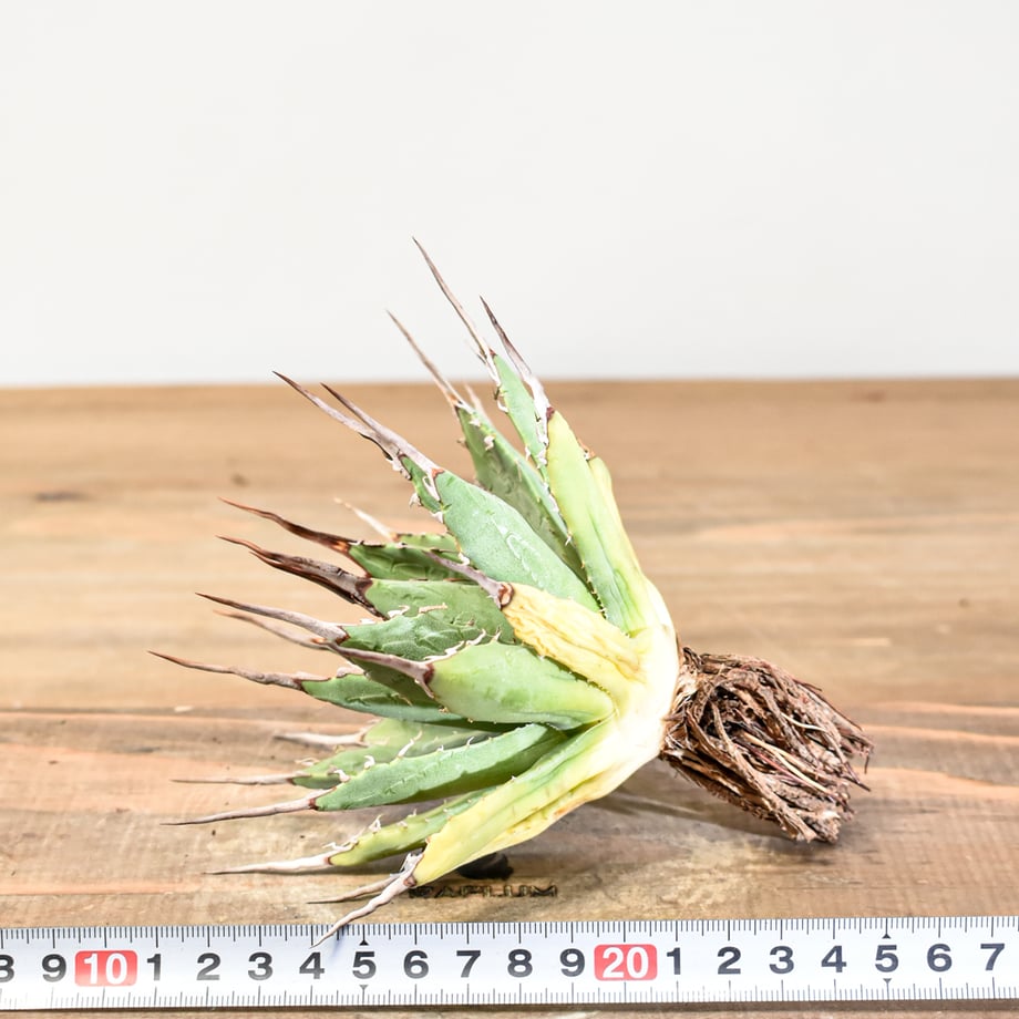 6877139b51afd1004a61cdbf