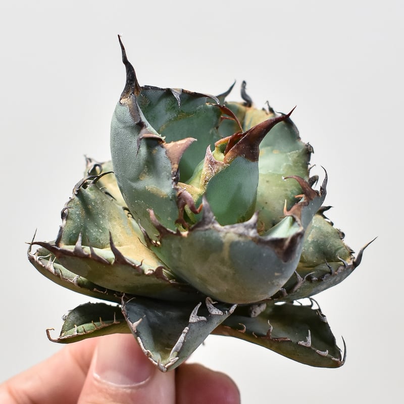 アガベ チタノタ ブラックアンドブルー / BB 藍球 【台湾産/抜き苗販売