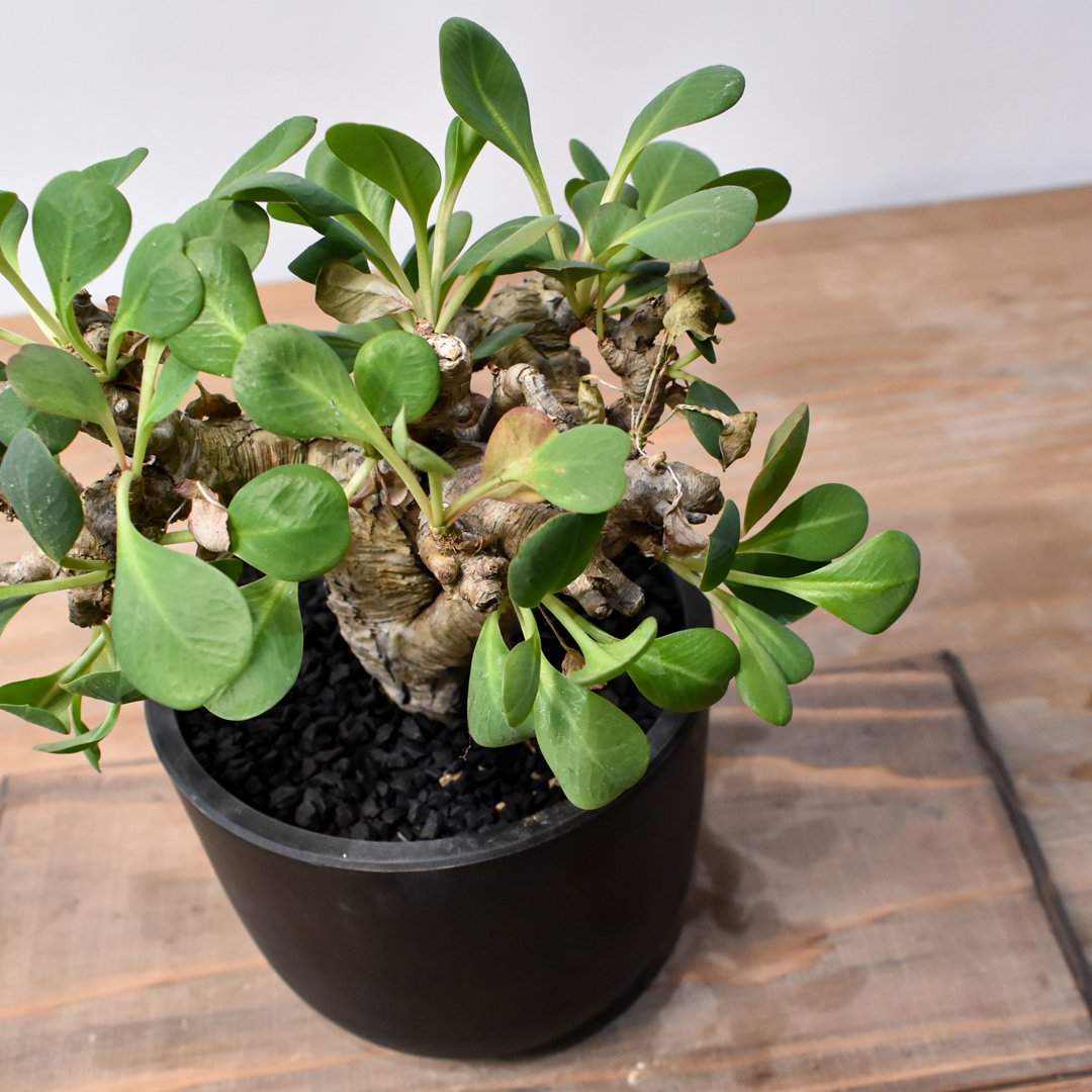 ユーフォルビア イトレメンシス RFHK25011537 | RAFLUM / ラフラム｜東