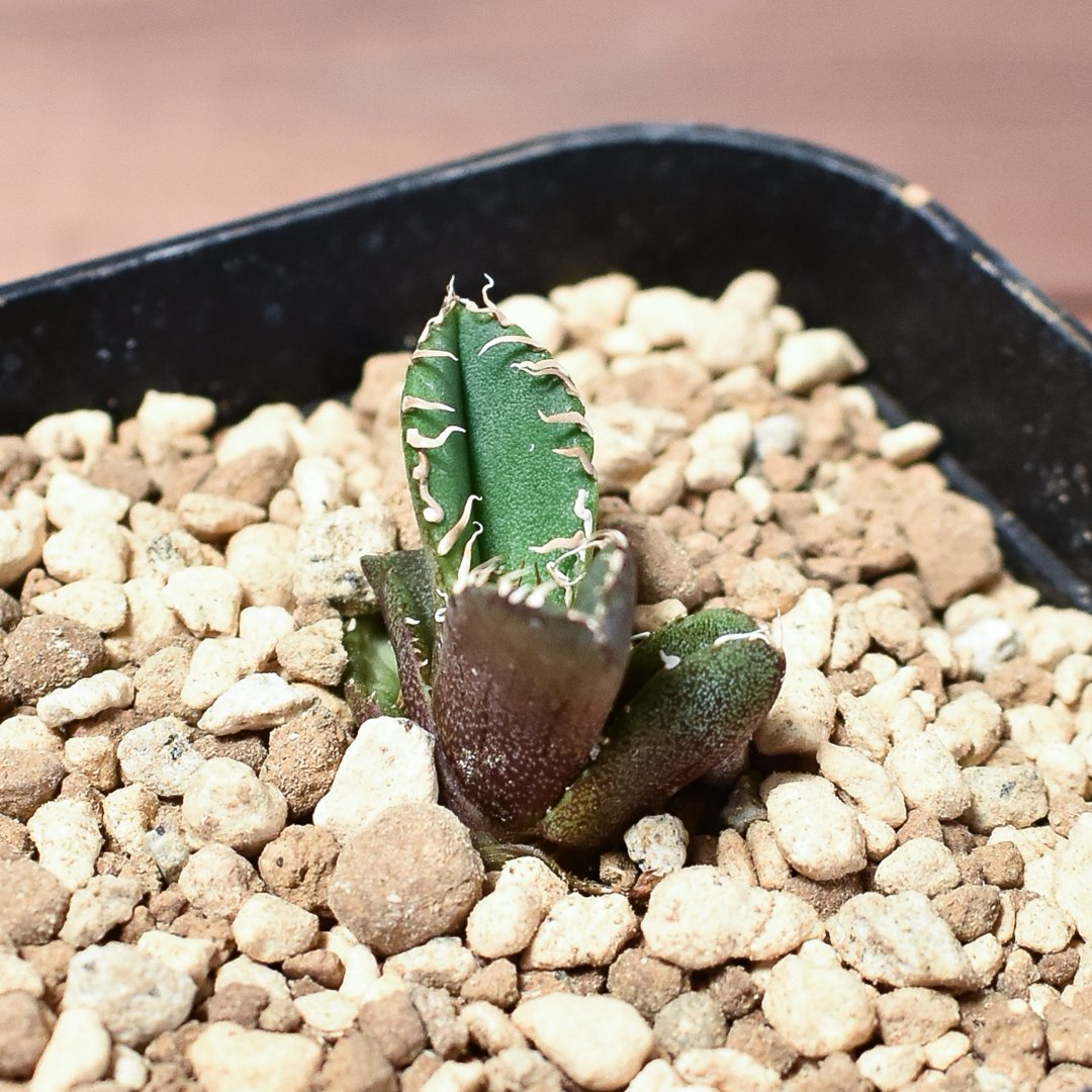 アガベ チタノタ 