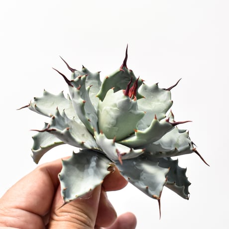 アガベ ハイブリット アメリカ白銀甲蟹(美系白銀)×象牙妖炎【台湾botanical_seeker産/選抜株】RF25011802