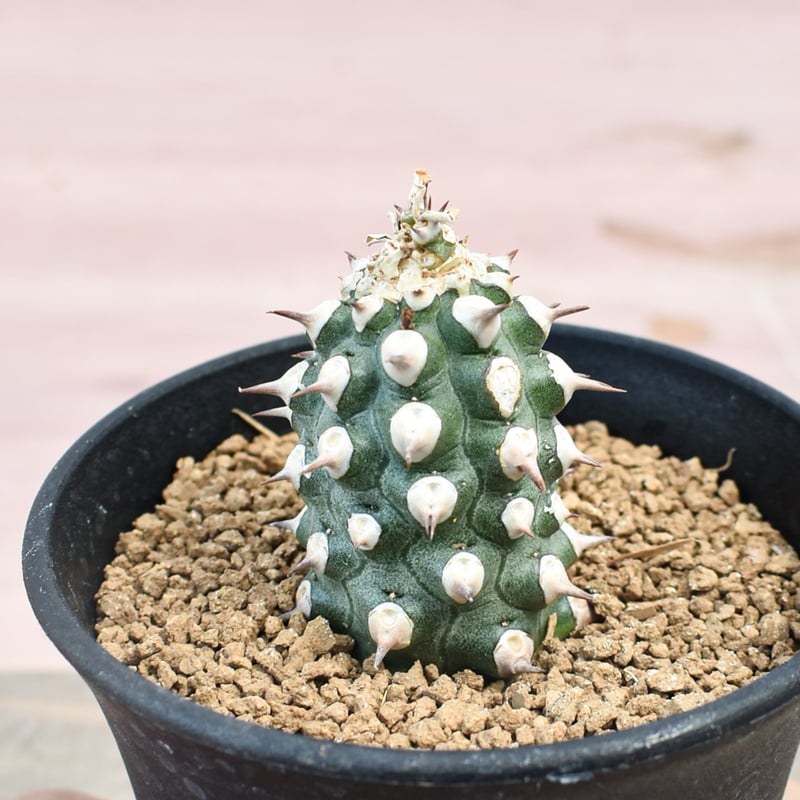 ユーフォルビア cv. 'Tom' トム ②多肉植物 サボテン 塊根 継ぎの方が勢いがあっていいな Euphorbia cv. TOM #euphorbia cv. #TOM