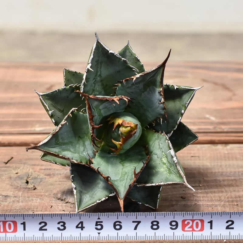 アガベ チタノタ 